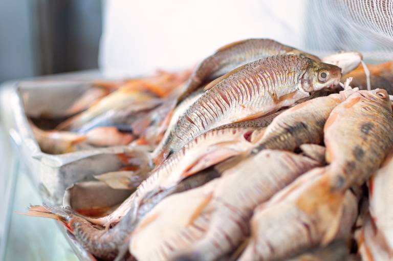 Mercado do Peixe em Bom Jesus da Lapa 3 O Rio São Francisco e sua influência no Mercado do Peixe